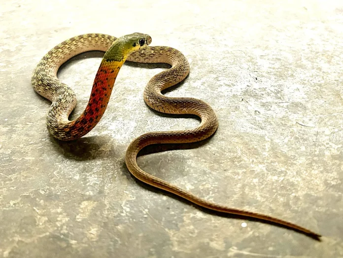 Snakes 7 warning signs